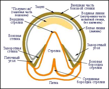 Names-of-hoof-parts.jpg