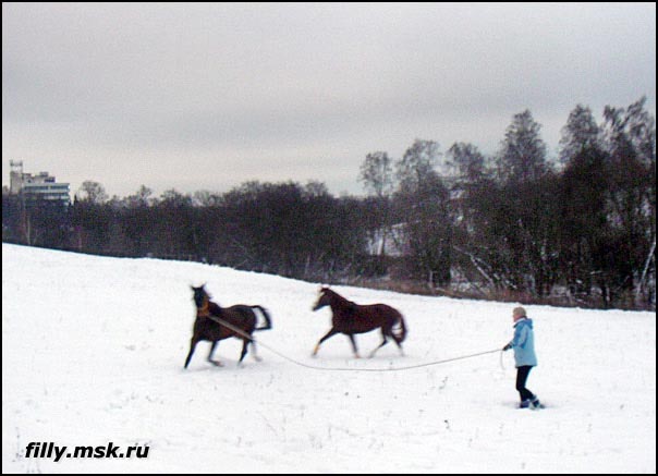 sara_lysaja_belka_korda.jpg