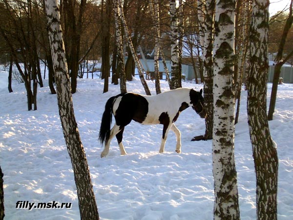 romashka_berezy.jpg