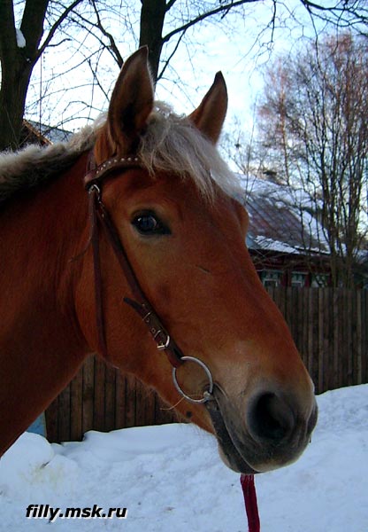 zlata_portrait.jpg