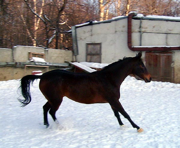 4galop1.jpg