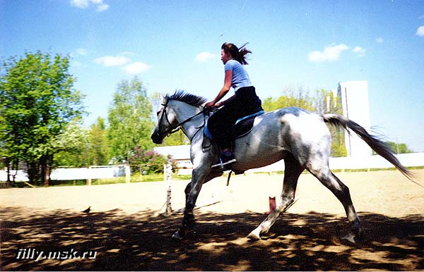 dina_galop.jpg